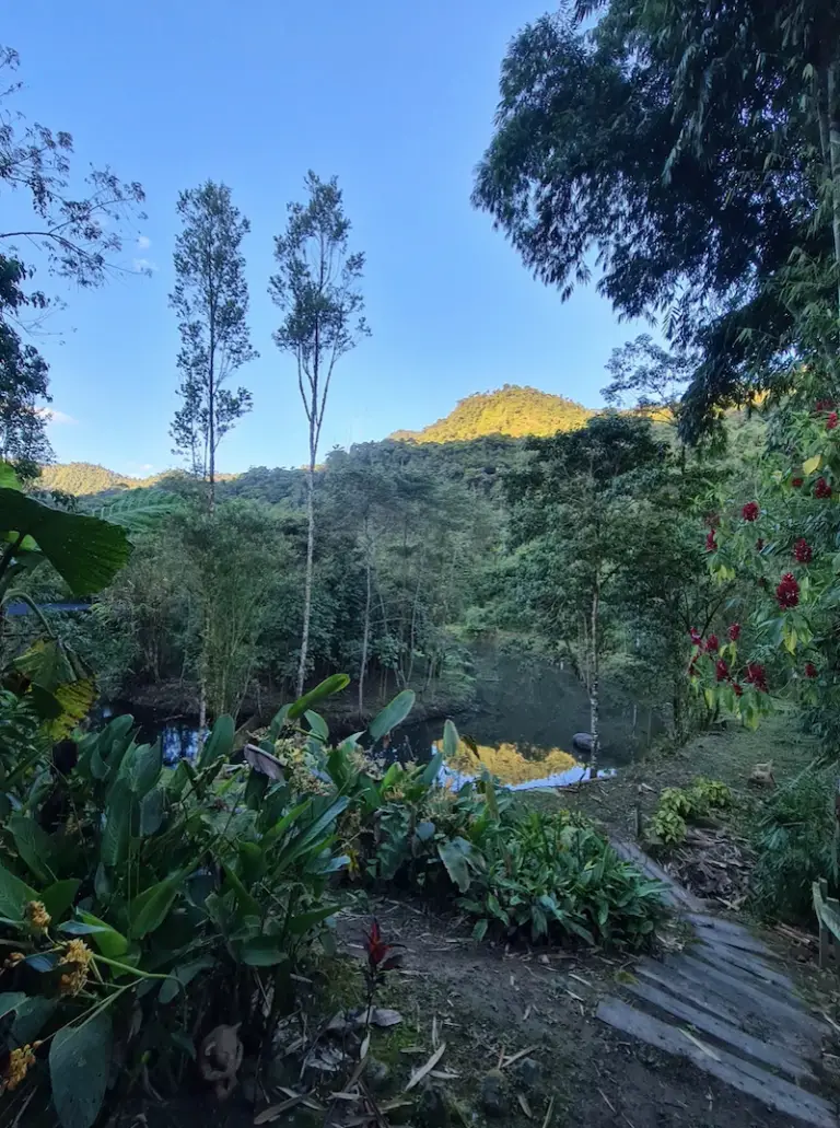 Ayahuasca Retreat in jungle