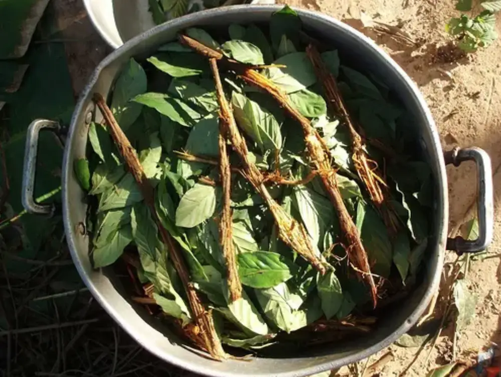 ayahuasca preparation