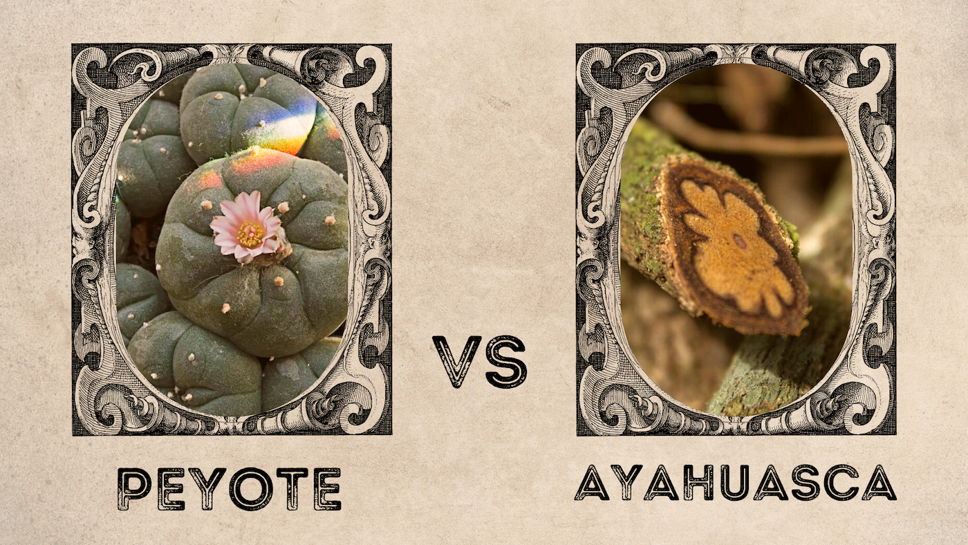 You are currently viewing Peyote vs Ayahuasca – Exploring the Differences