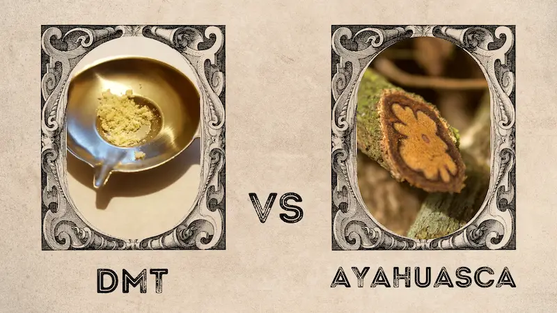 You are currently viewing DMT vs Ayahuasca – Exploring the Differences