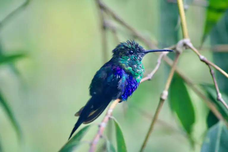 mindo hummingbirds