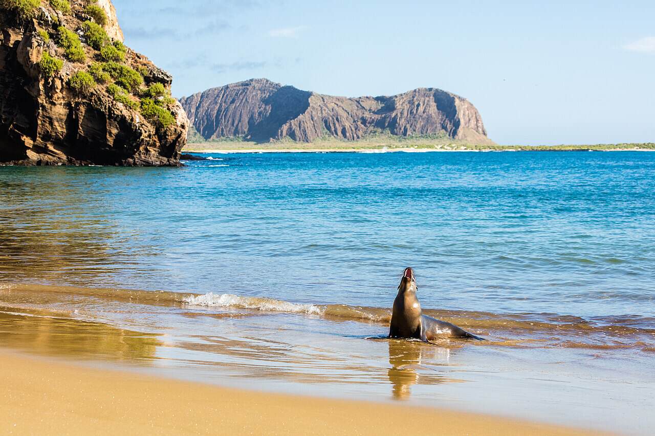 Galapagos wildlife