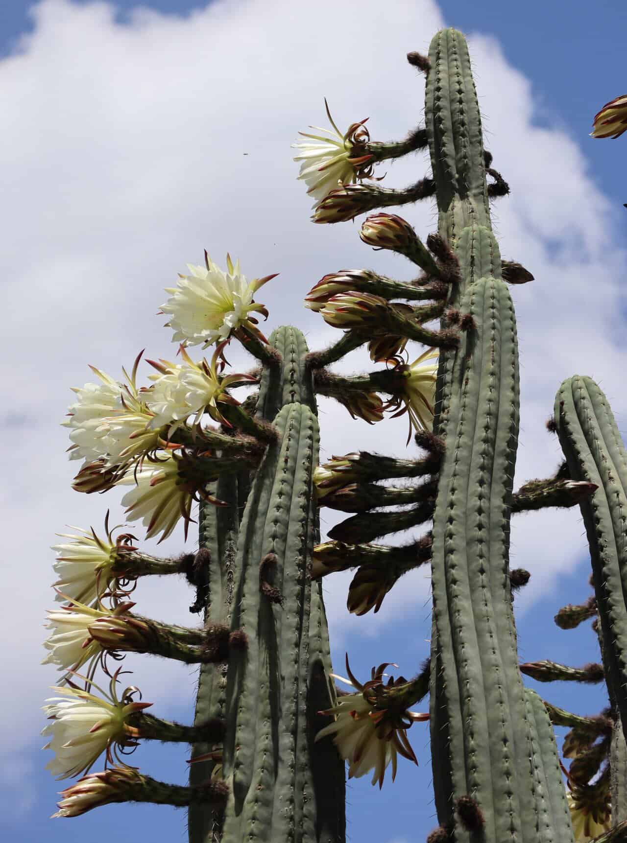 San Pedro / Wachuma cactus — sacred Andean plant medicine near Quito Ecuador