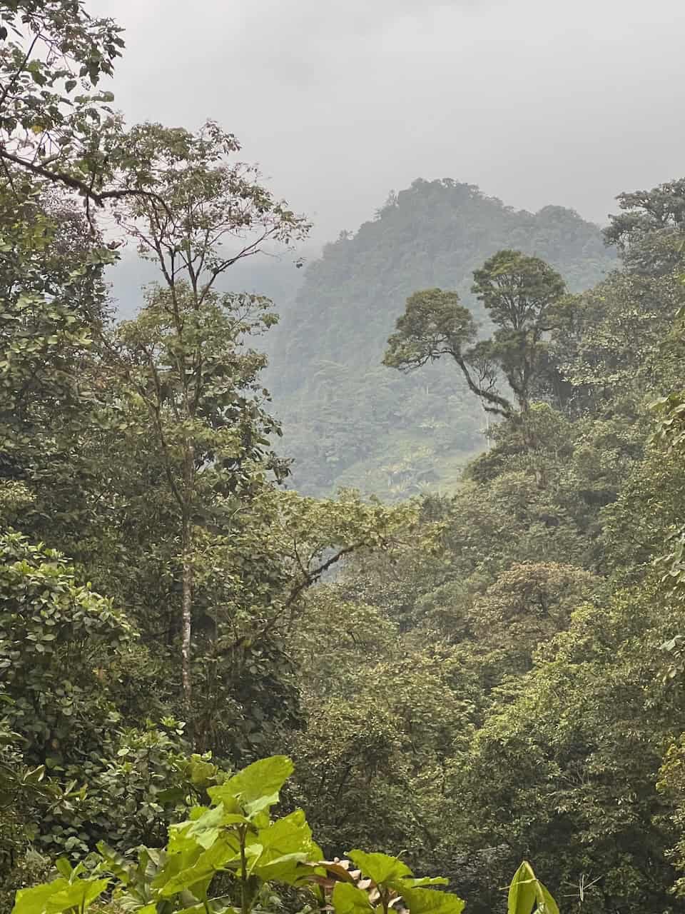 Ayahuasca retreat cloudforest Mindo